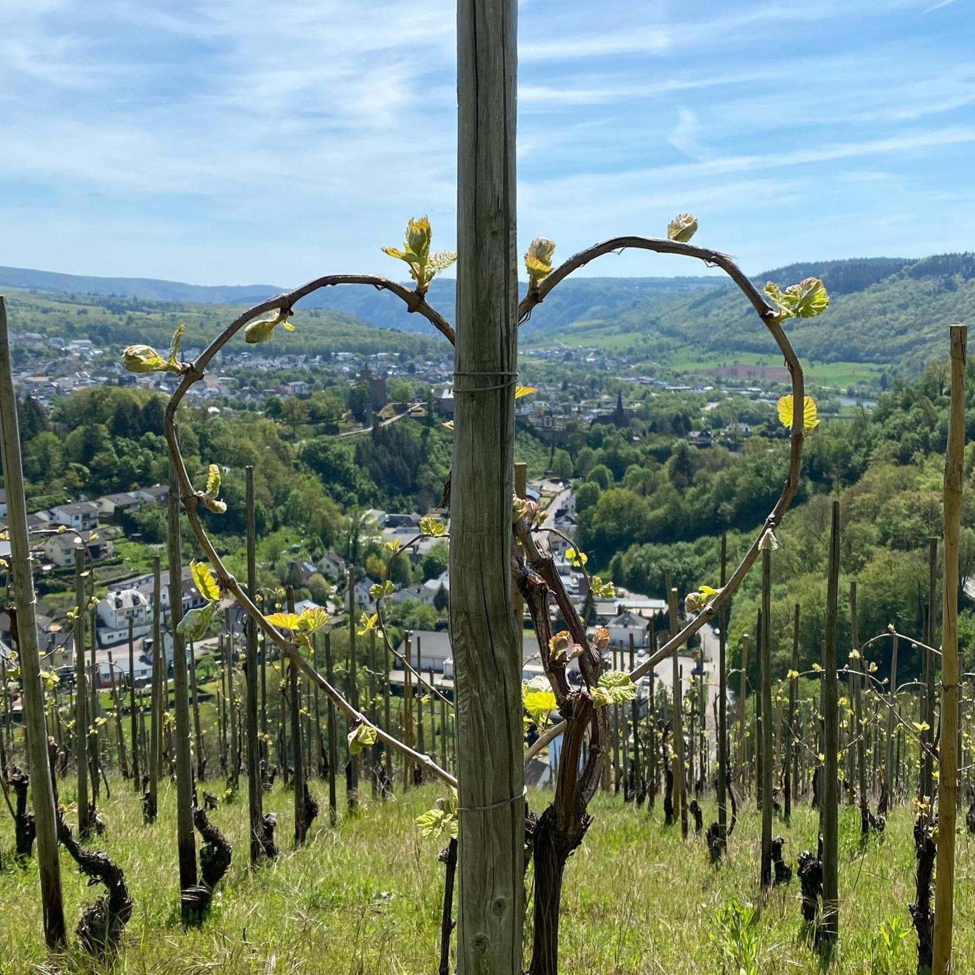 Willa Weingut Dr Wagner Saarburg Zewnętrze zdjęcie