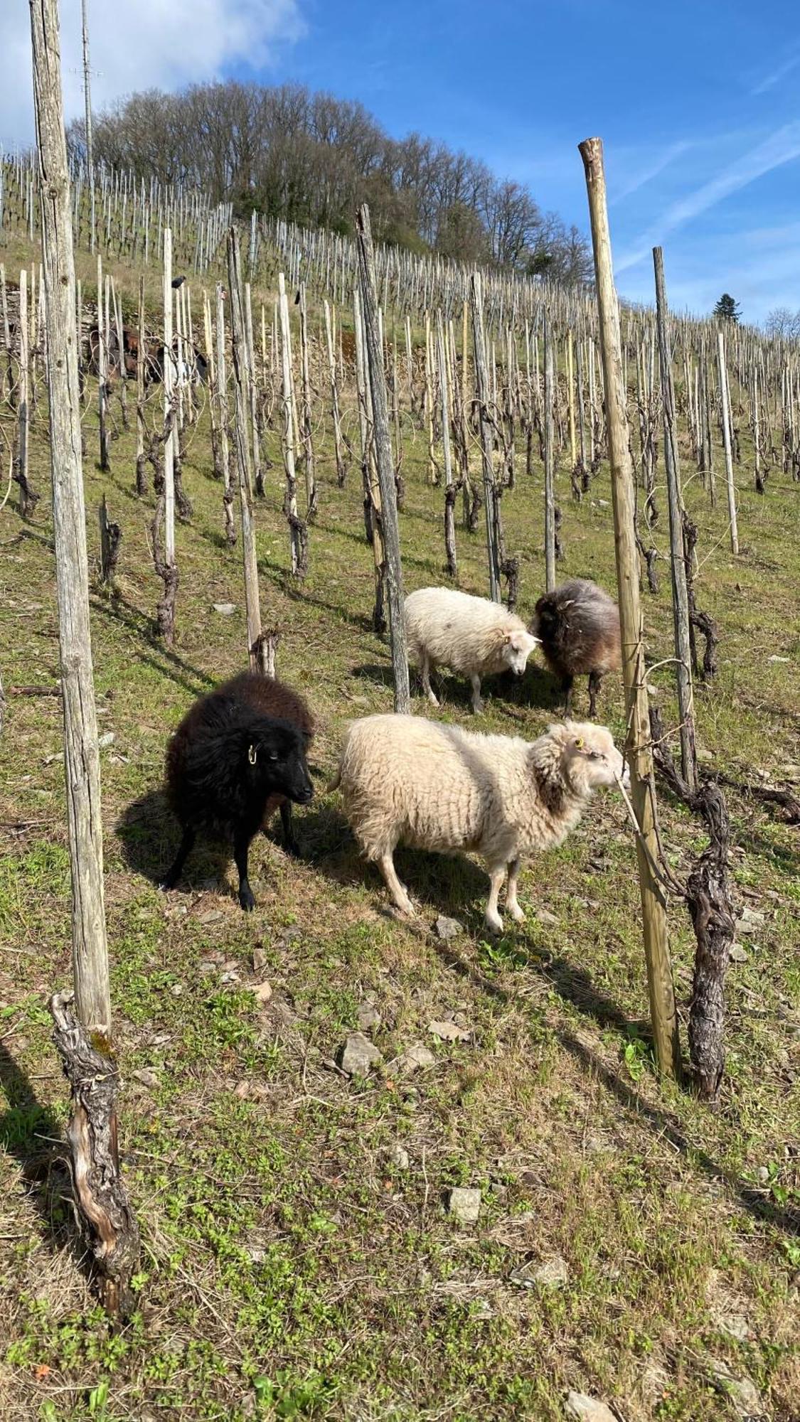 Willa Weingut Dr Wagner Saarburg Zewnętrze zdjęcie